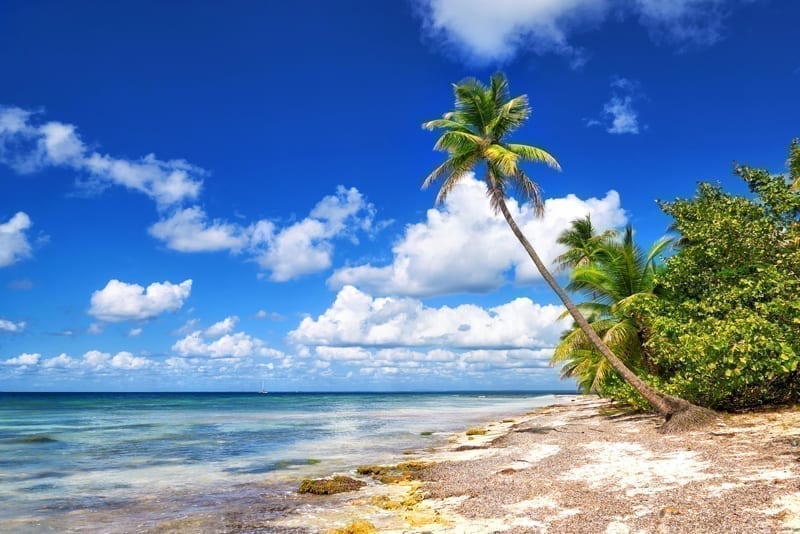 Tropical white sandy beach with palm trees