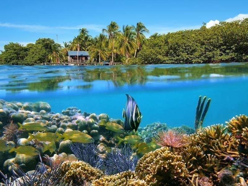 Surface and underwater view with coral reef fish, a bungalow and lush tropical vegetation, Bocas del Toro. retire in panama