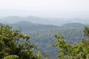 belize jungle landscape