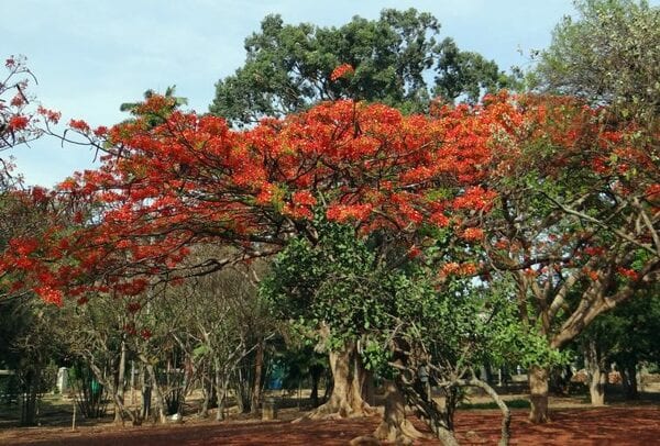 flamboyant tree