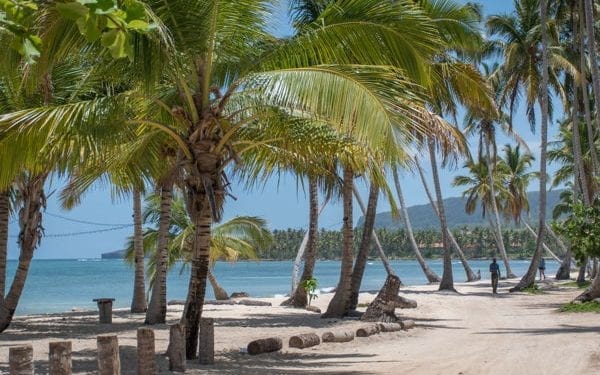 palm trees by the beach in las terrenas dominican republic