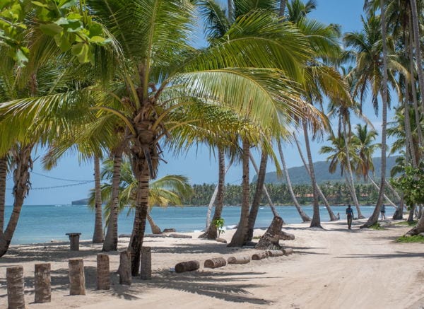 palm trees by the beach in las terrenas dominican republic