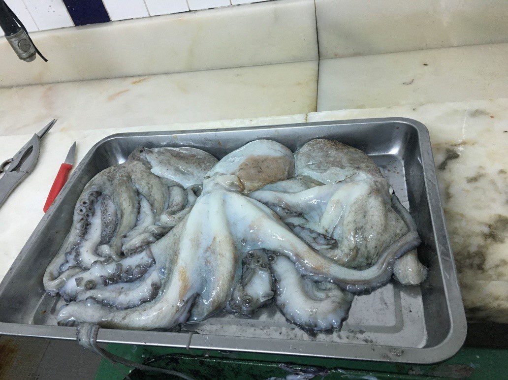 An octopus on a tray