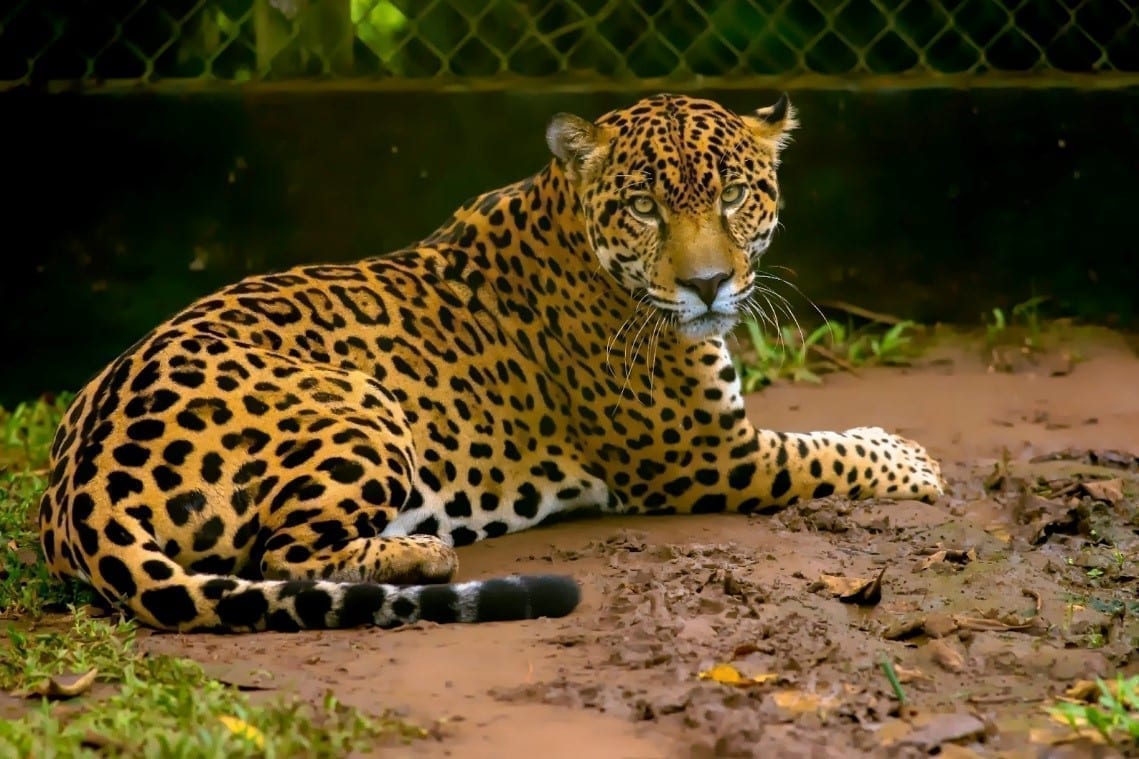 jaguar panama