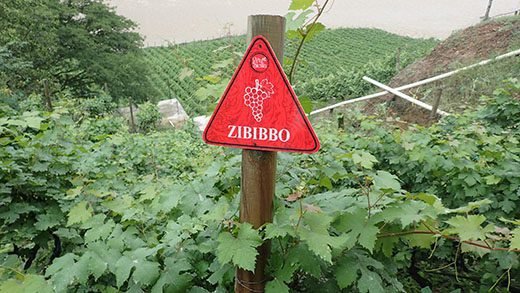 Vineyard in Colombia