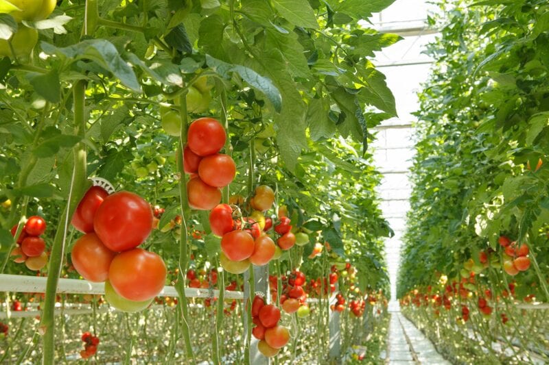 growing tomatoes indoors