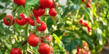 Ripe tomato plant growing in greenhouse. Fresh bunch of red natural tomatoes on a branch in organic vegetable garden.