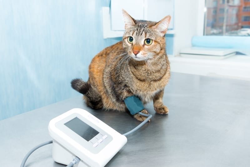 Making sure cat is healthy enough to travel to Panama