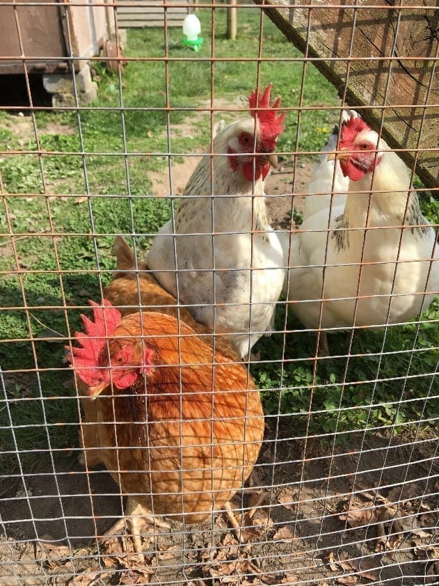 chickens panama