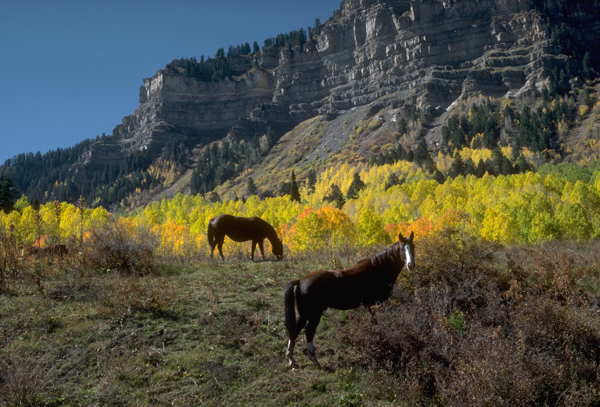 durango countryside horses 