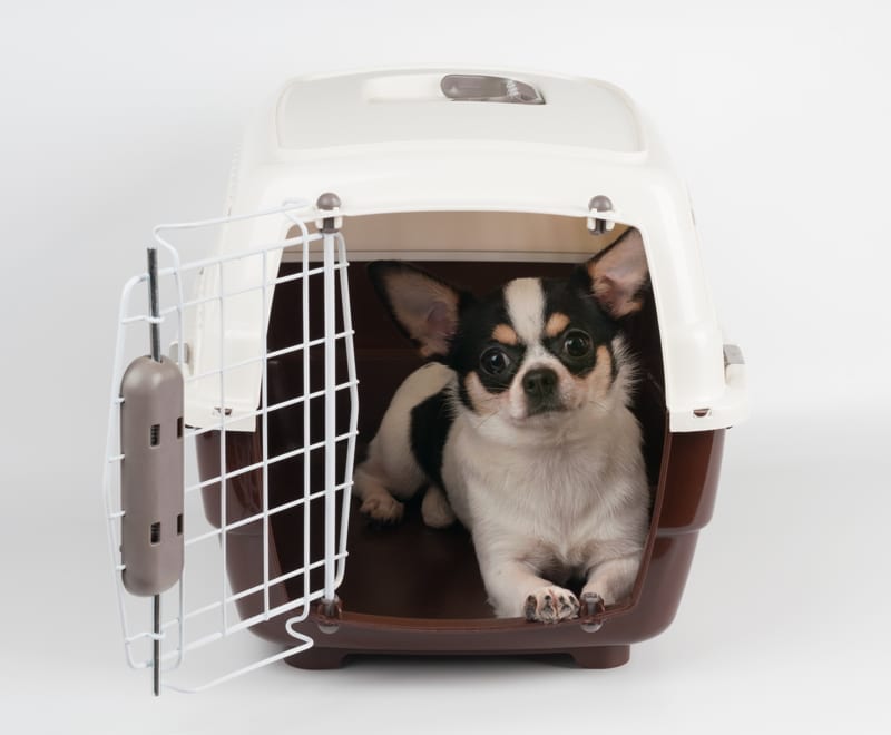 Chihuahua traveling to Panama in open pet carrier