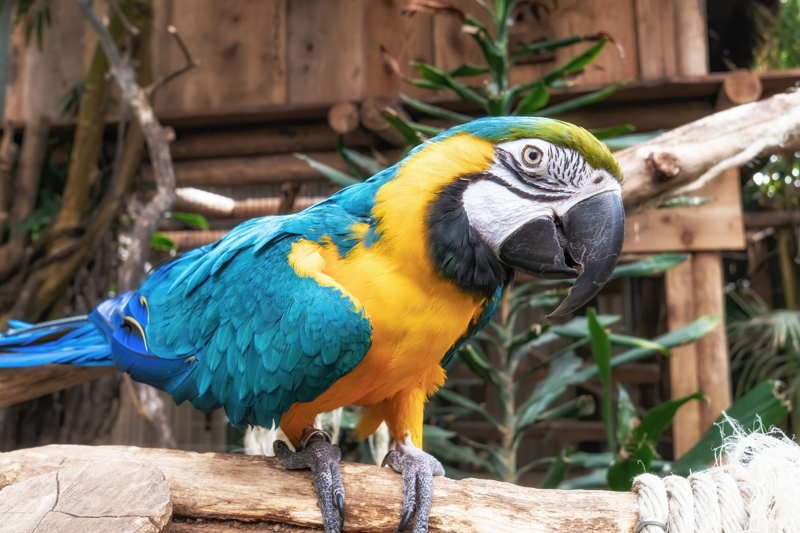 parrot at belize zoo