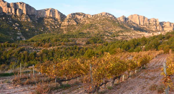 vineyard in Catalonia Spain