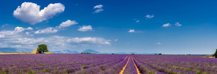 Summer in Valensole with lavender fields, stone house and heart-shaped cloud.