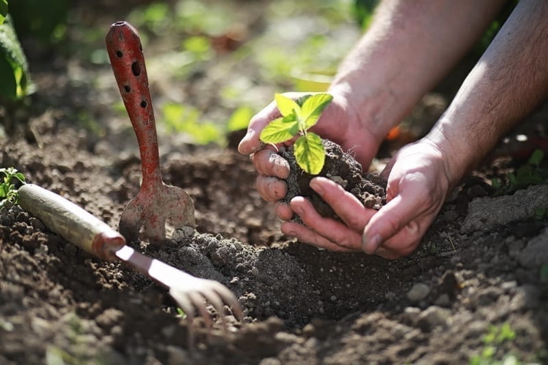 Small sprout for landing in the ground in hands.