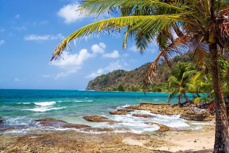 Green palm tree on the coast of La Miel, Panama