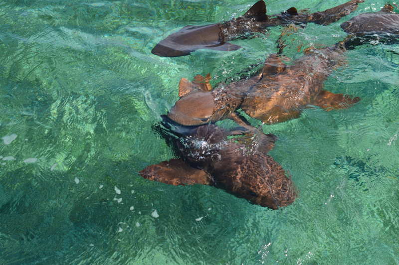 nurse sharks