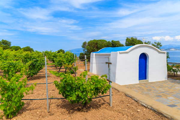 santorini greece vineyard
