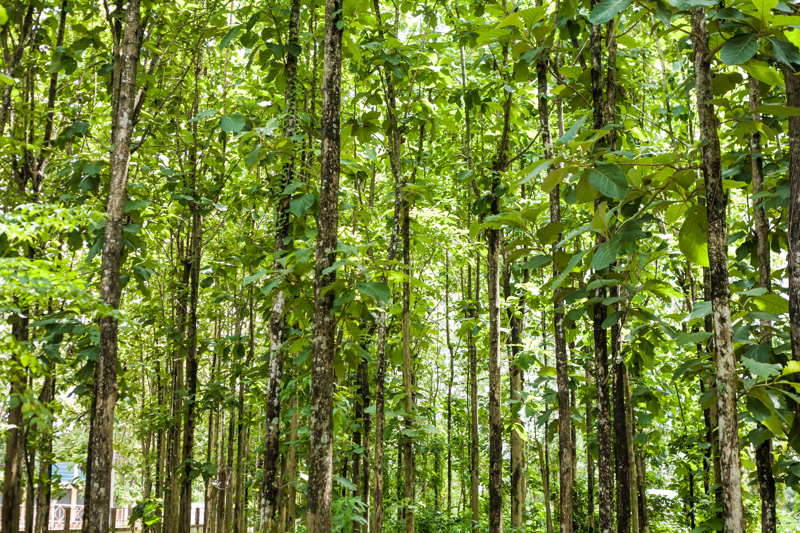 teak trees growing