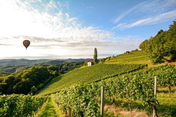 vineyard italy hot air balloon in background