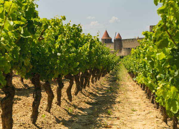 vineyard near carcassone