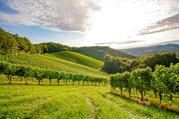 vineyard in Portugal