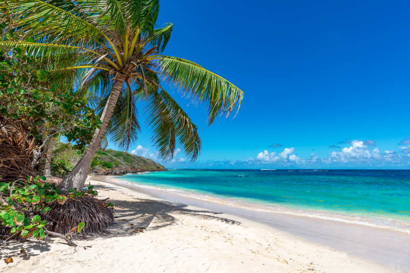 tropical beach with palm trees on a sunny day