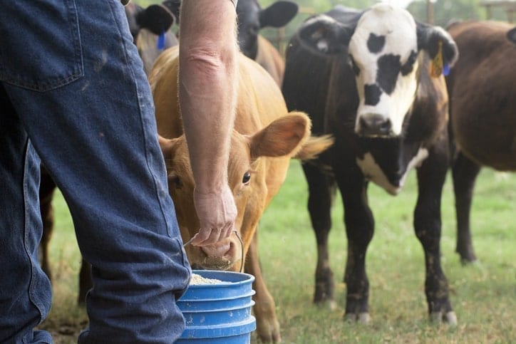 livestock