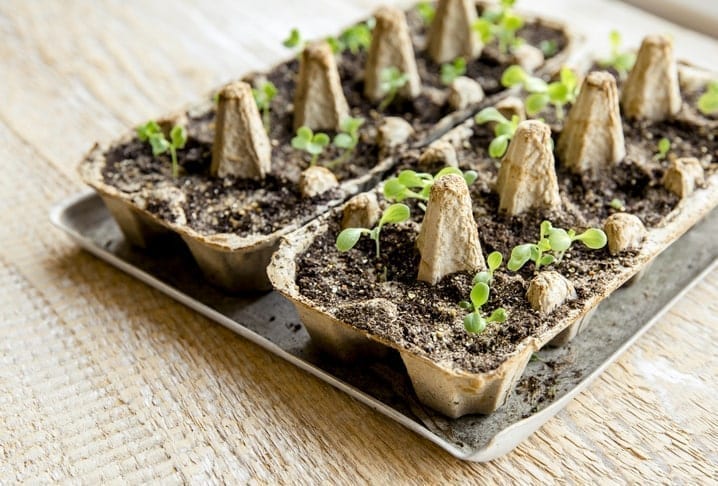 plant seeds