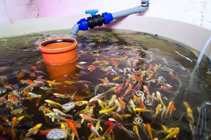 Aquaponics