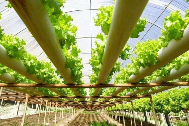 Hydroponics