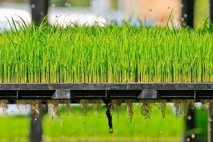 Aeroponics