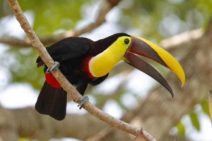 gamboa panama
