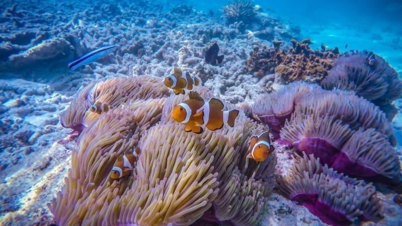 Perhentian Island, Malasia. 