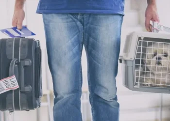 Travel with pets