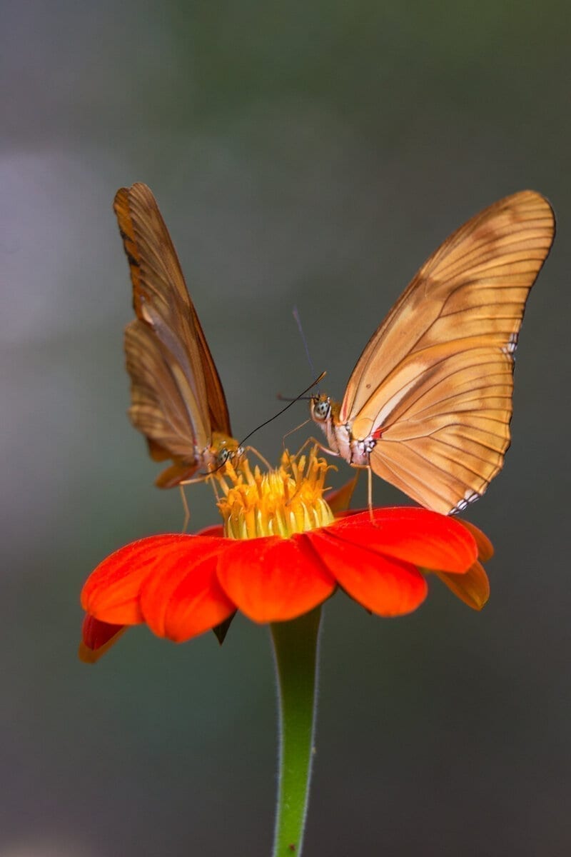 Butterflies, Botanical Garden, Colombia