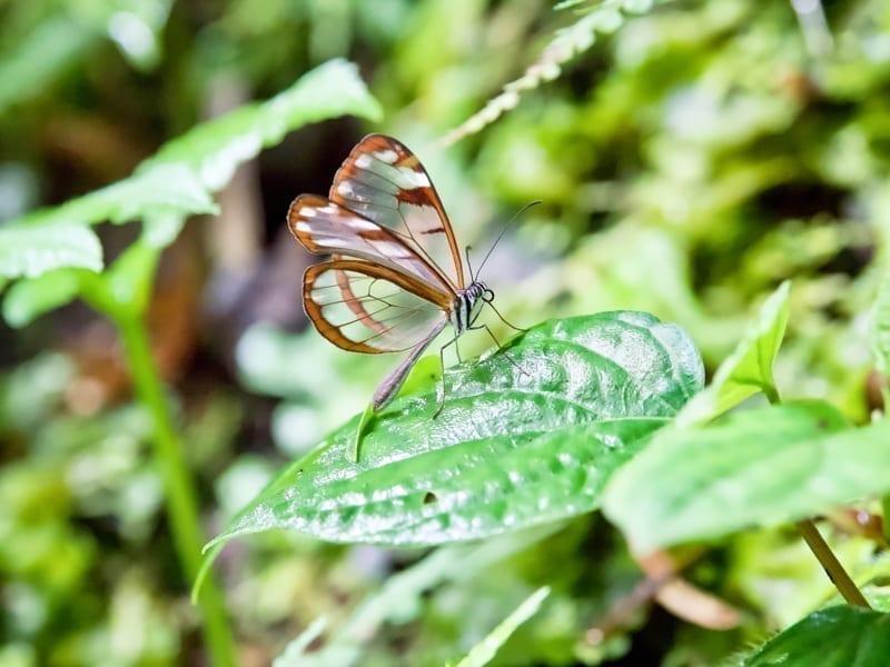 Butterfly in Boquete, Panama. 