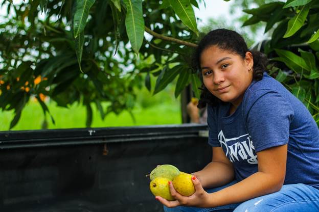 A girl harvesting mangos