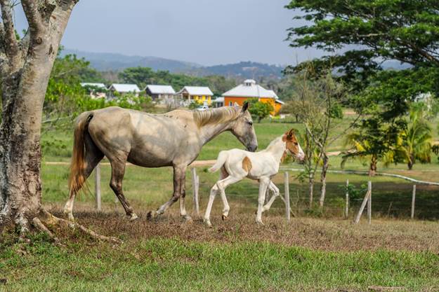 Horses on Carmelita, Gardens