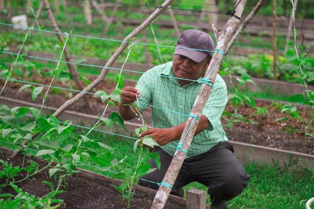 A man in a green shirt taking care of the crops
