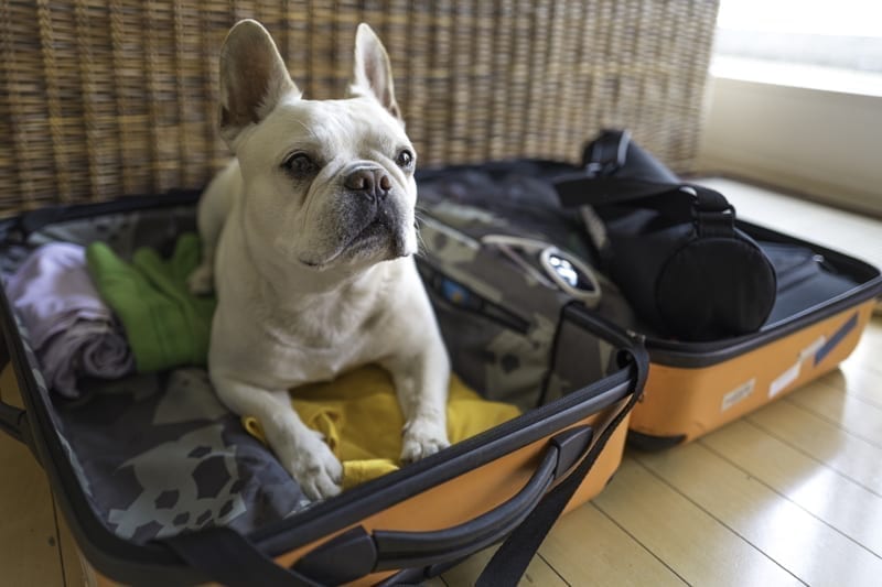 Dog sitting in packed clothes in suitcase.