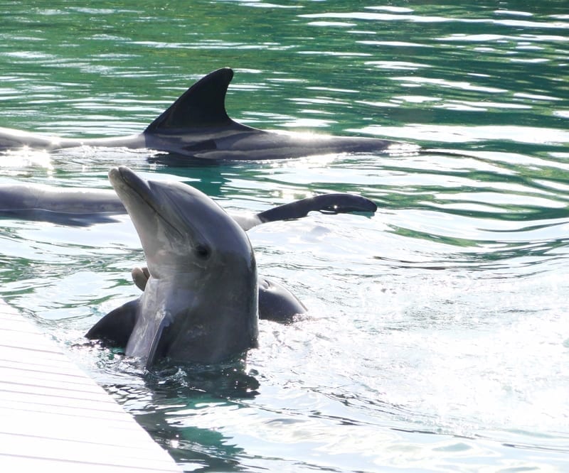 Dolphins near the pier close-up