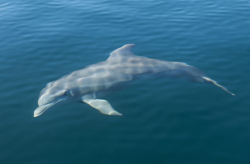 A bottlenose dolphin under the water surface in Bocas del Toro, Panama.