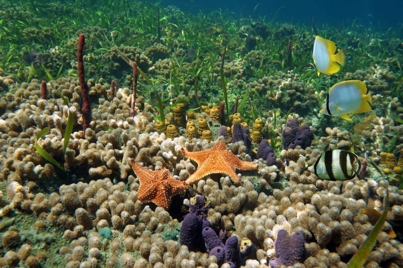 Underwater scenery in a colorful coral reef with starfish, tube sponges and butterfly fish, San Blas, Panama