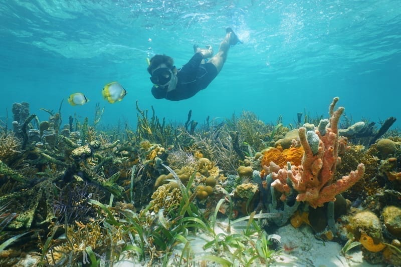 Man snorkeling in the sea