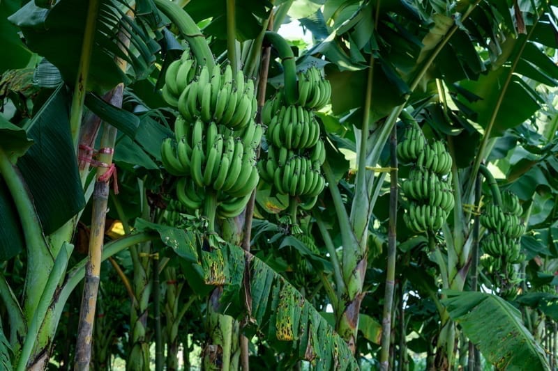 Bunch of green bananas.