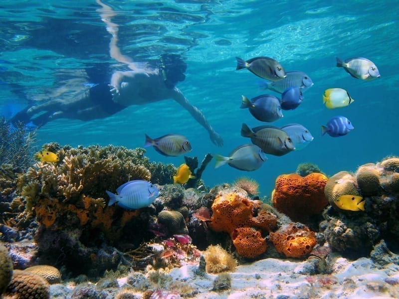 Man underwater snorkeling on a colorful coral reef with school of tropical fish.