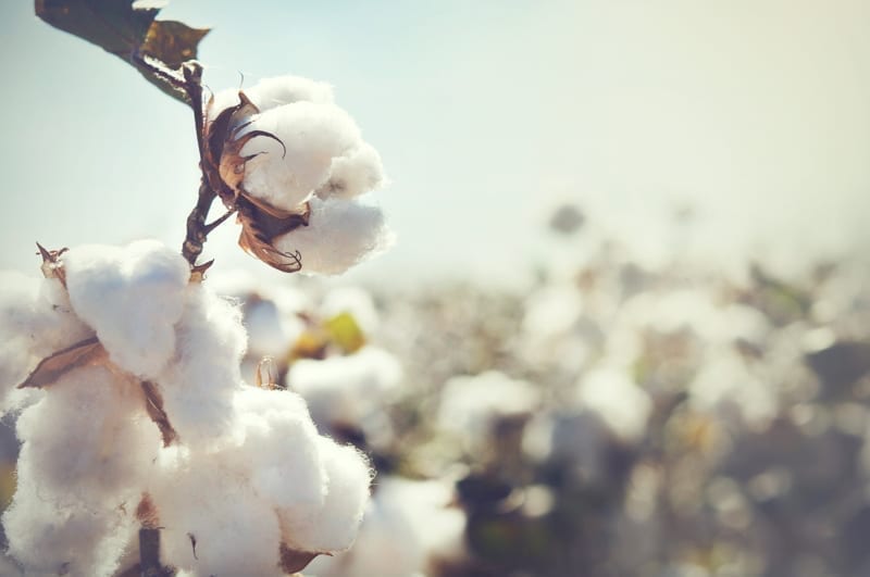 Cotton crop landscape. 