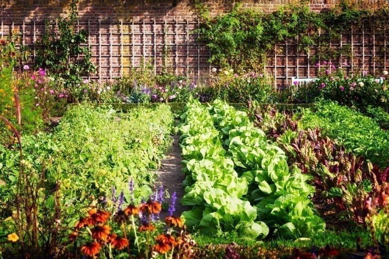Vegetable garden in late summer