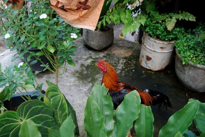 A chicken walking around the plants